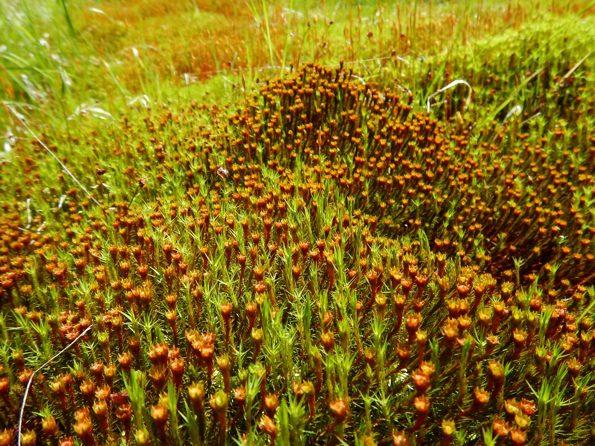 20220611 Kamenice (28)