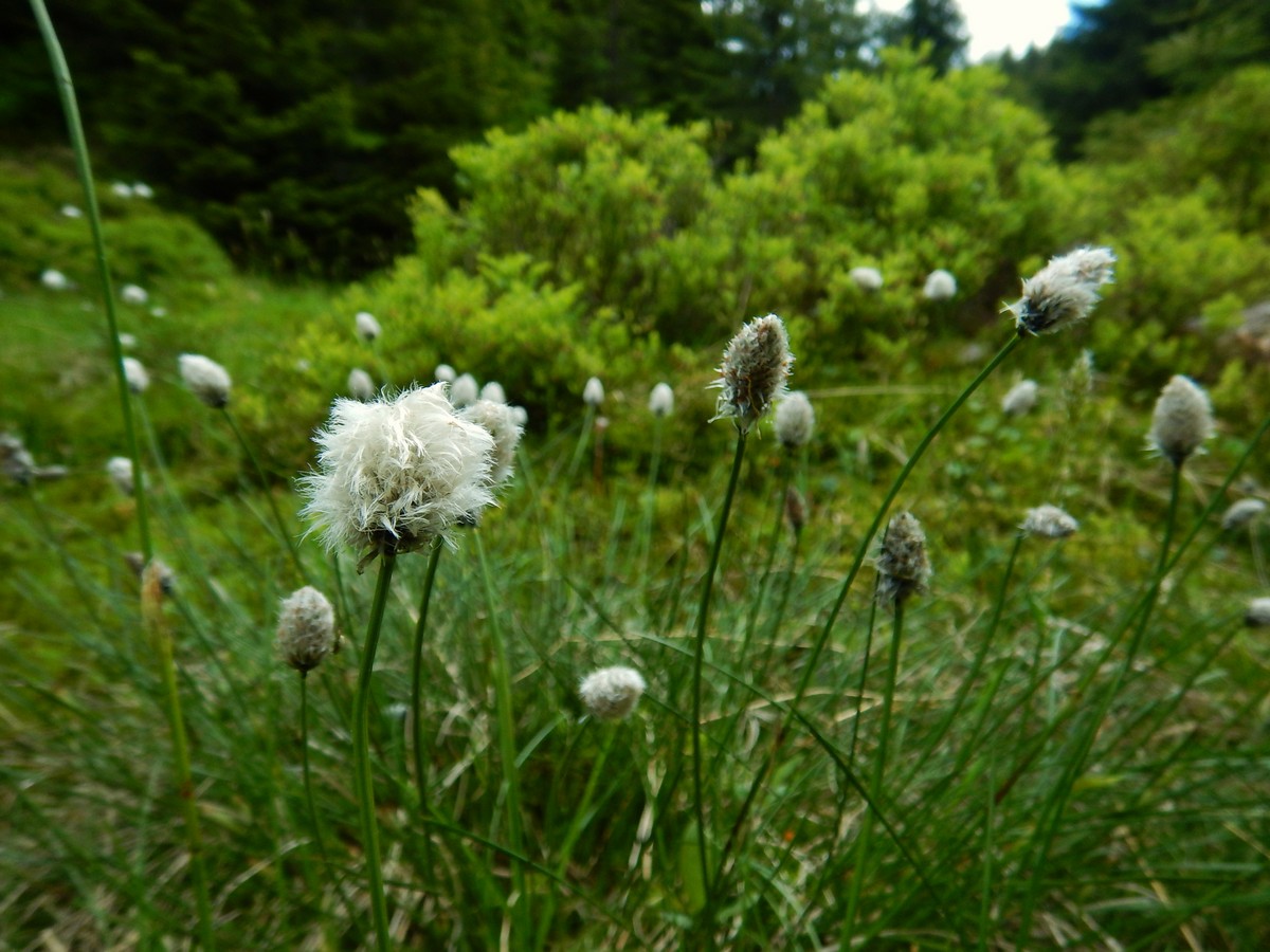 20220611 Kamenice (31)