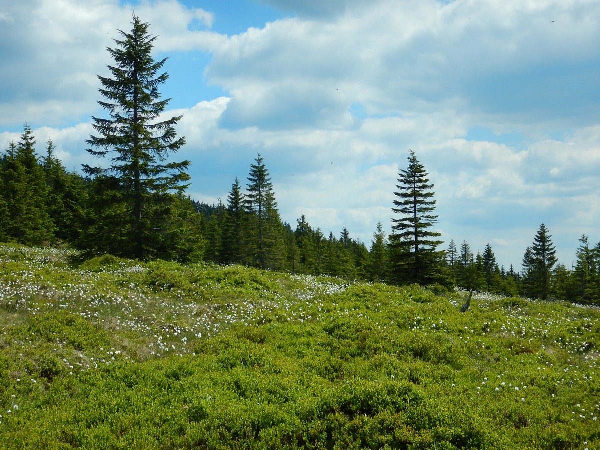 20220611 Kamenice (56)