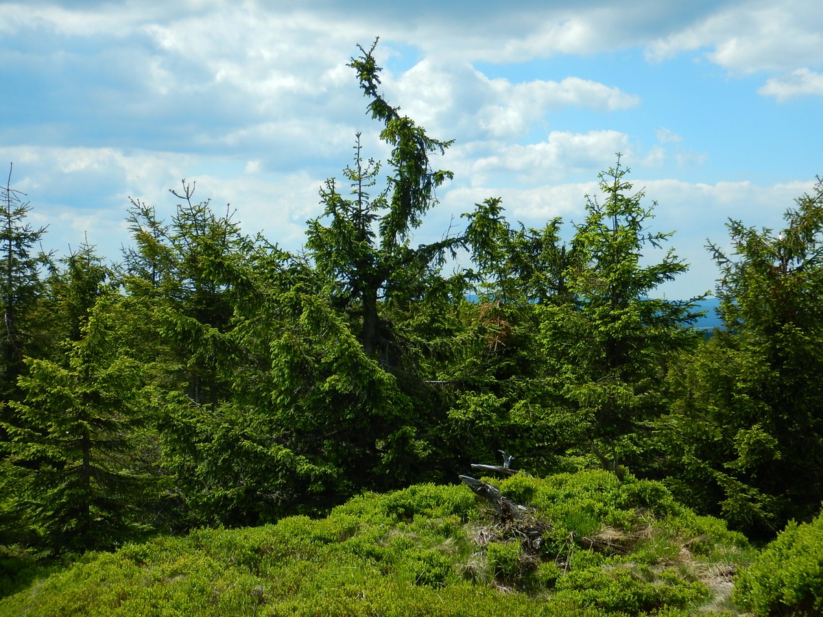 20220611 Kamenice (57)