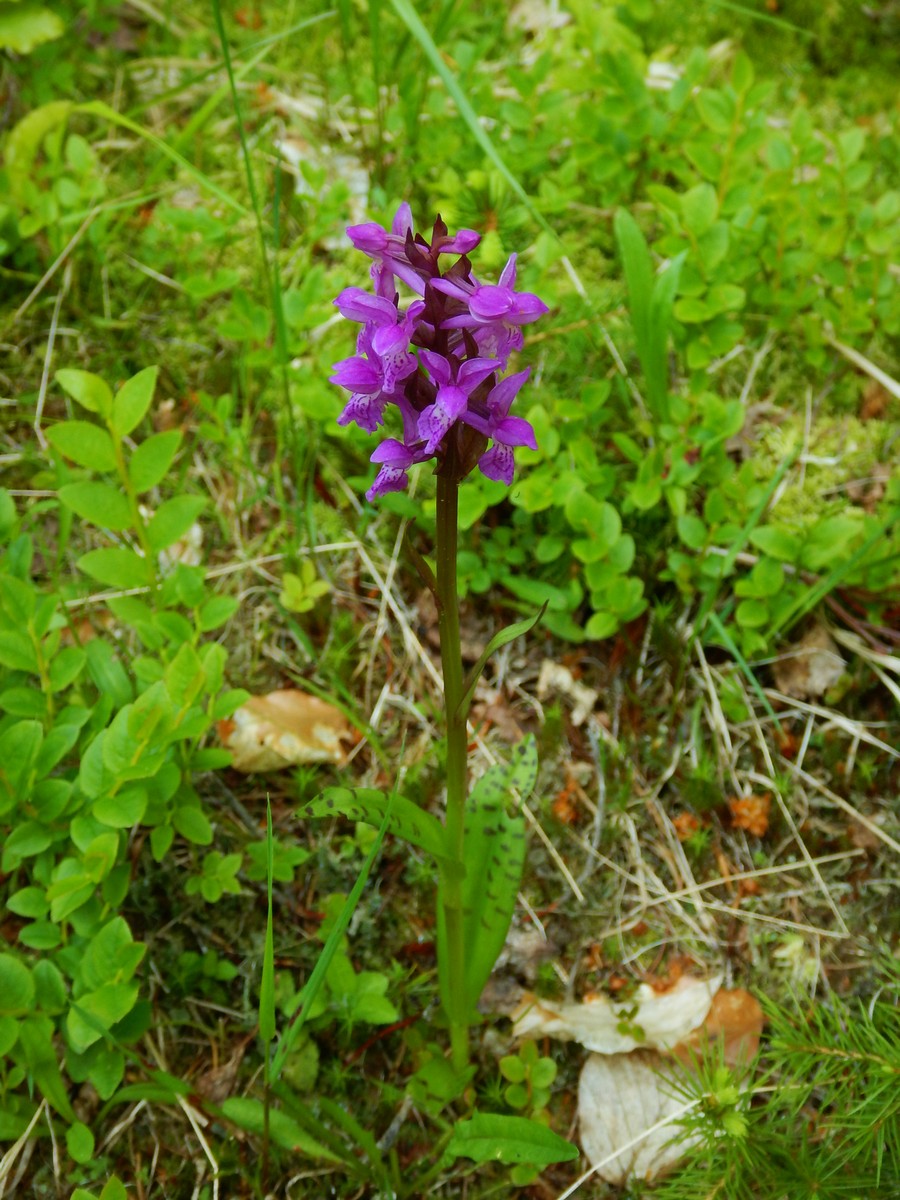 20220611 Kamenice (67)