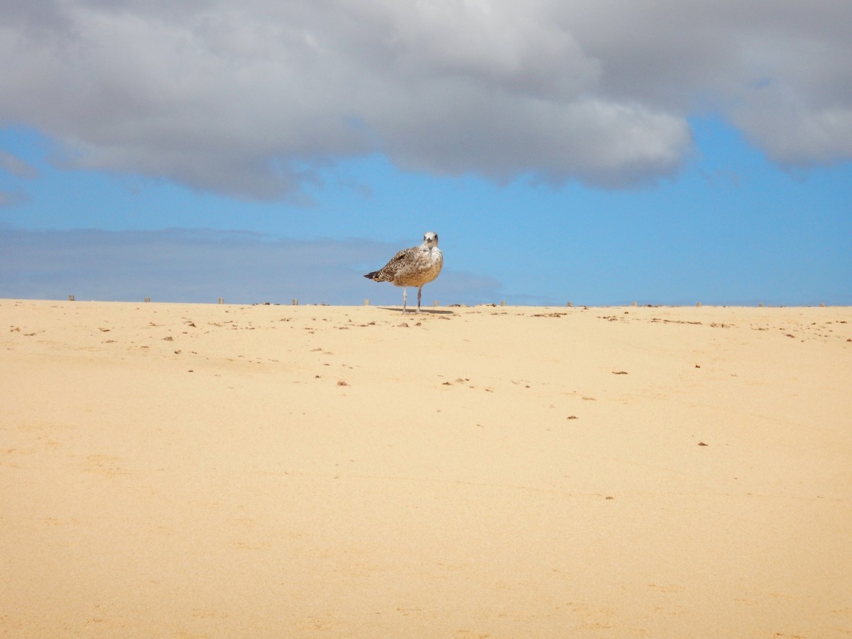 20230919 Corralejo (131)