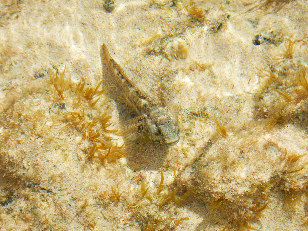 20230919 Corralejo (133)