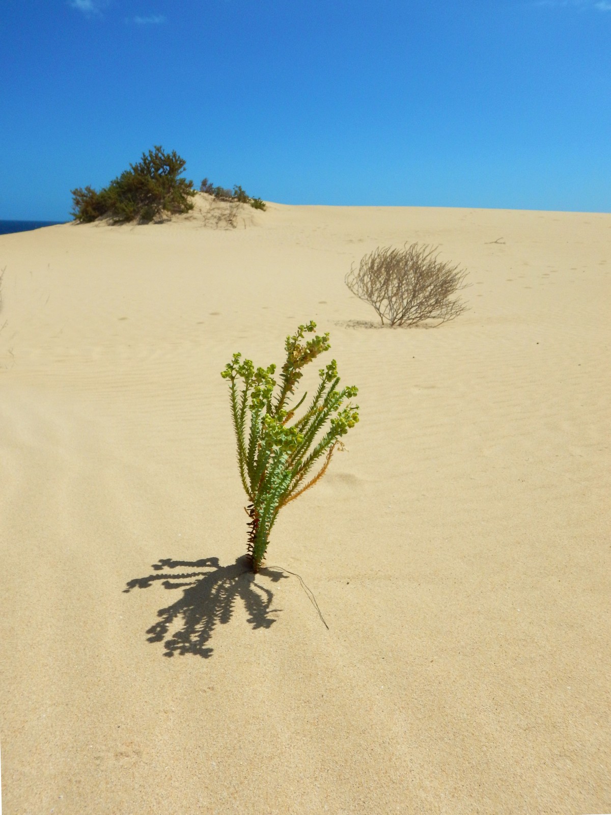 20230919 Corralejo (174)