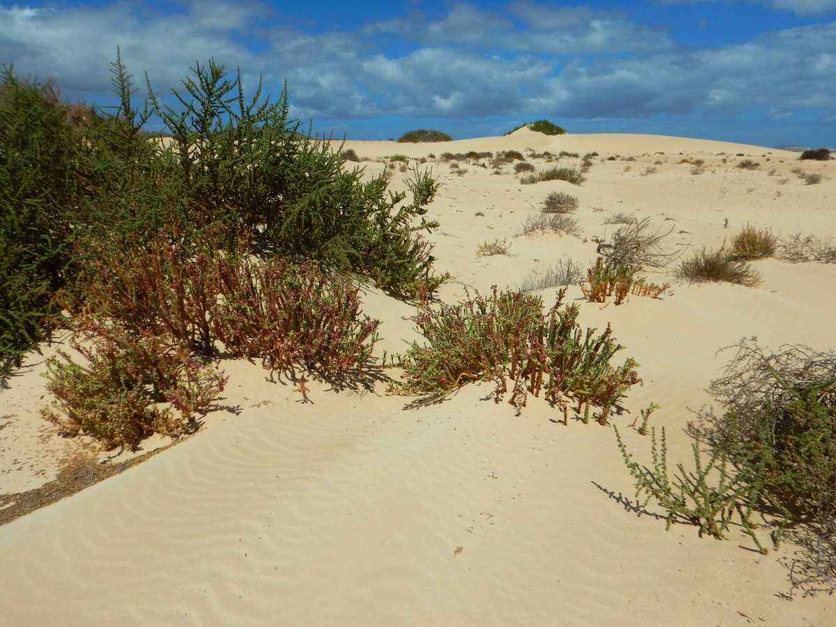 20230919 Corralejo (178)