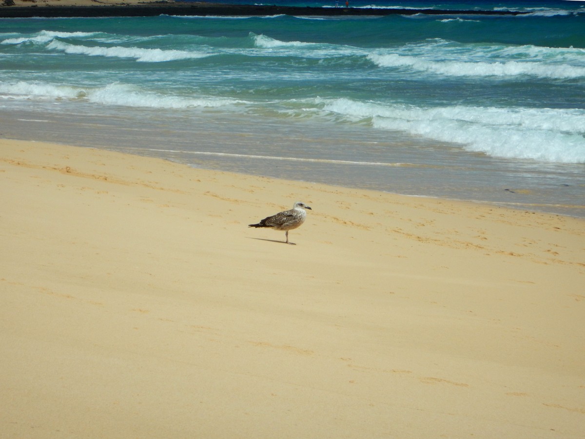 20230919 Corralejo (199)