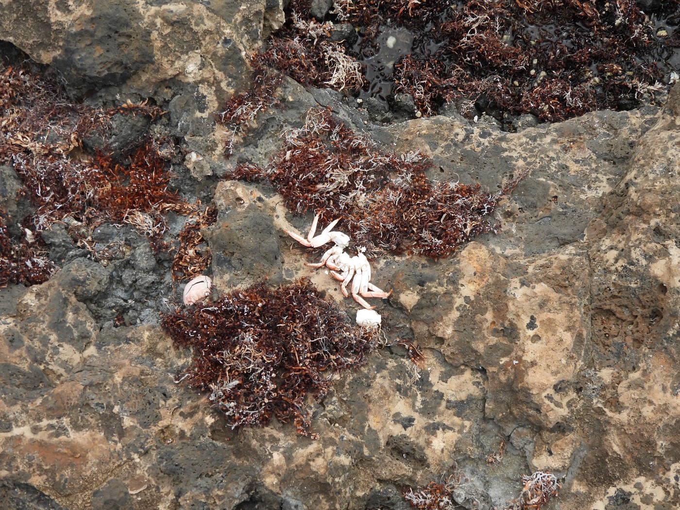 20240624 2 Majanicho (35)
