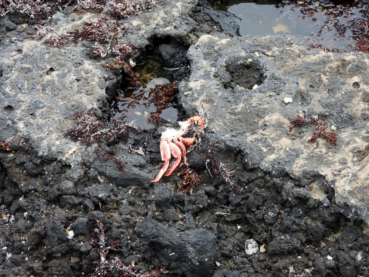 20240624 2 Majanicho (36)