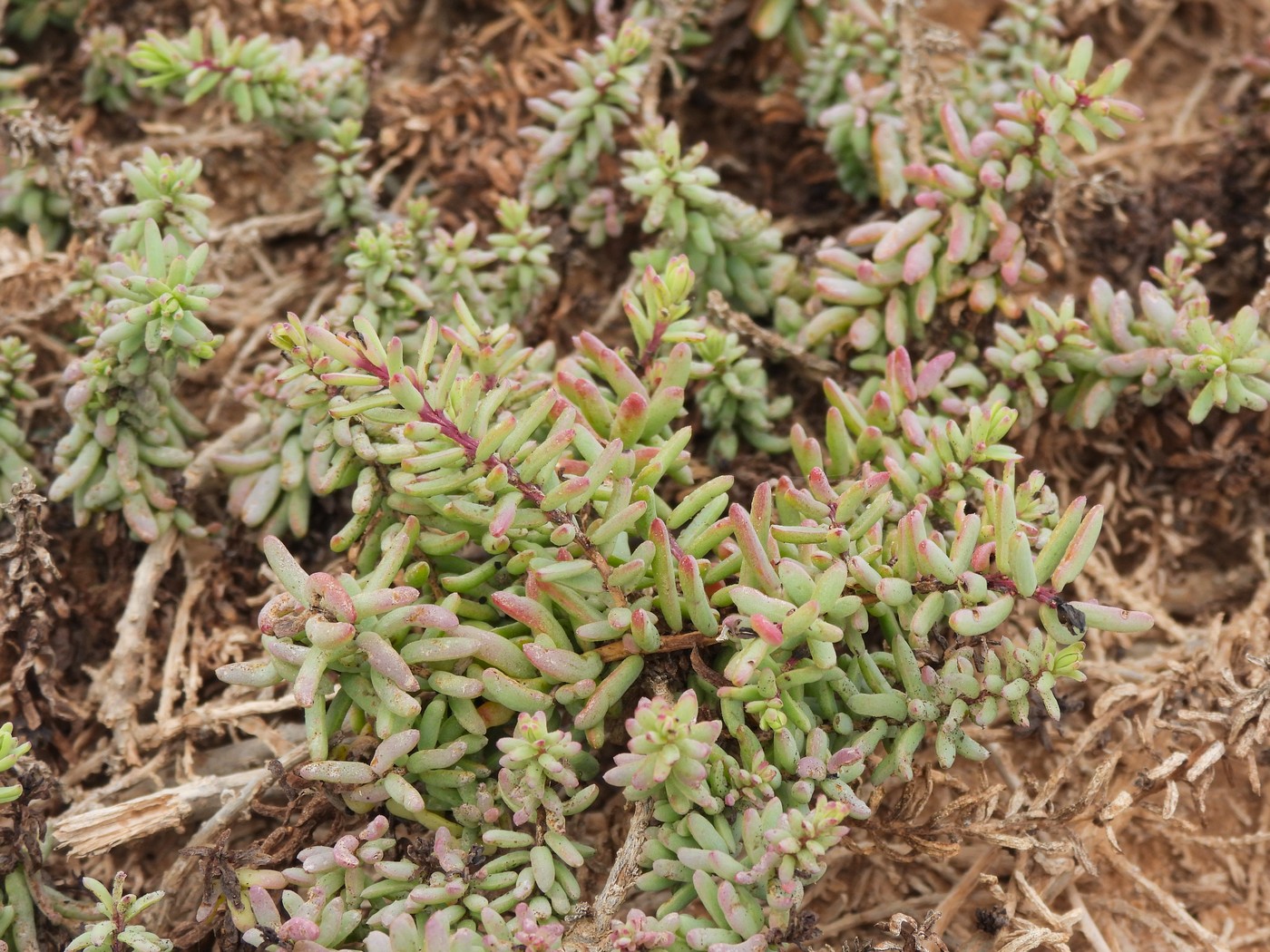 20240624 2 Majanicho (43)