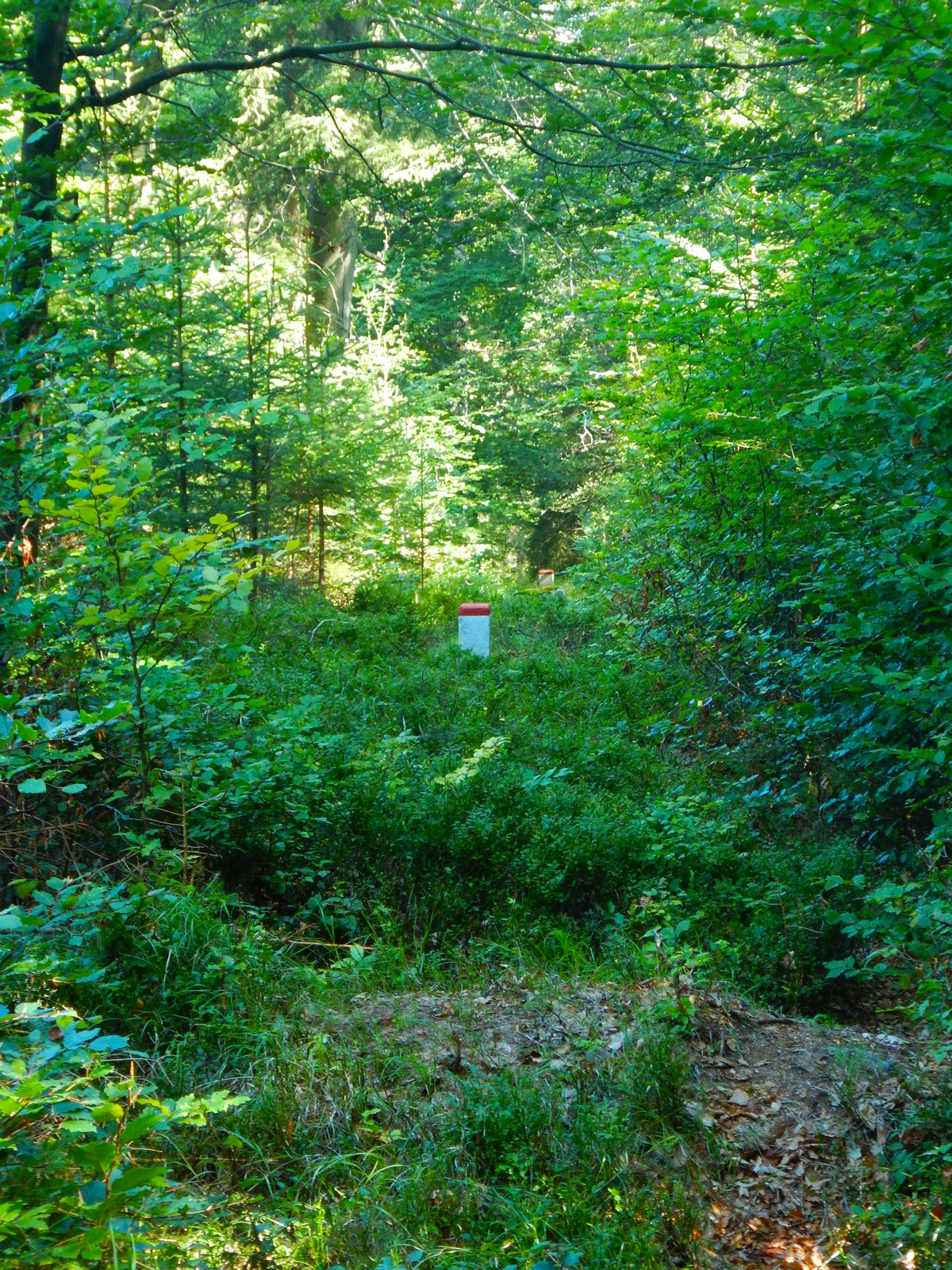 20240824 Houby (13)