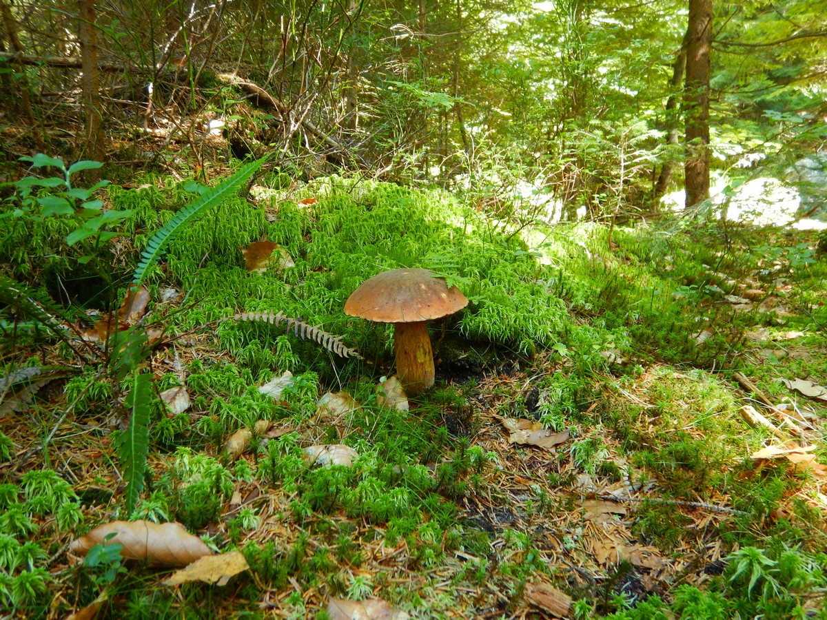 20240824 Houby (43)