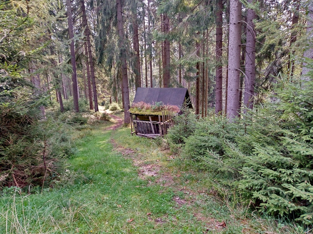 20240831 Houby (24)