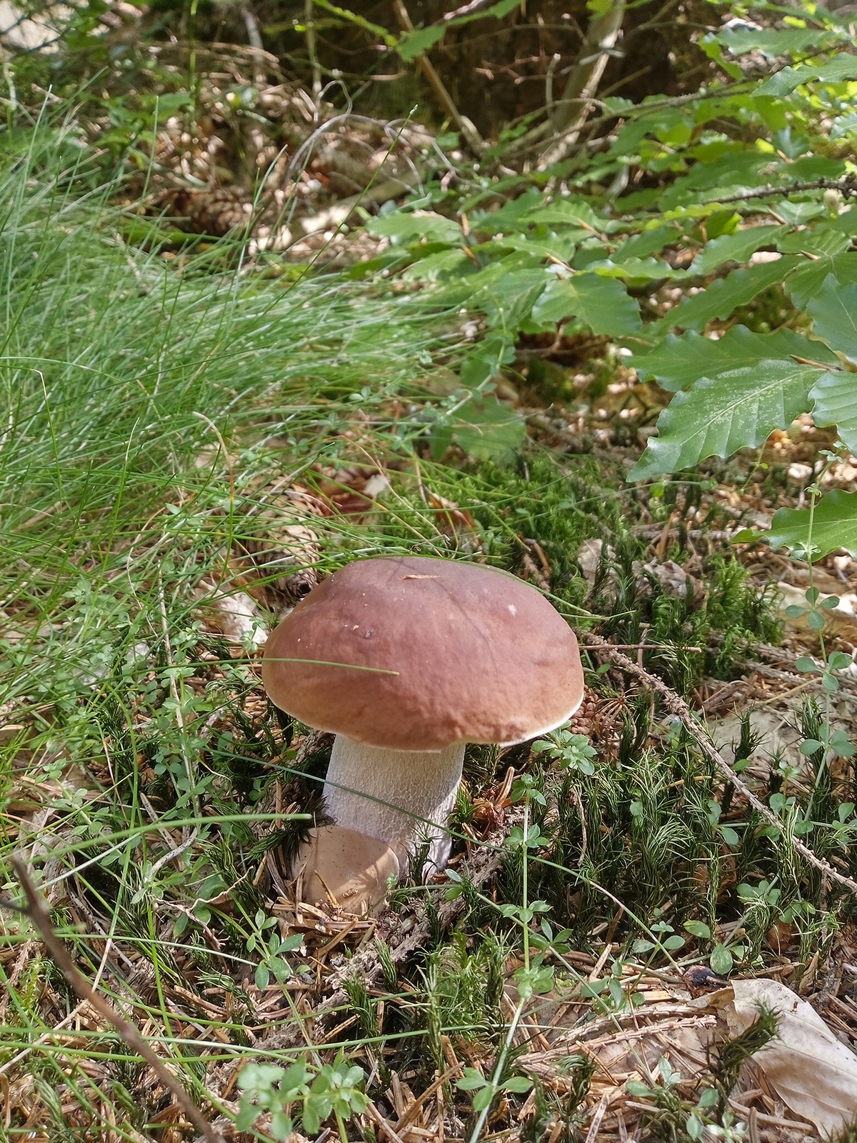 20240901 Houby (18)