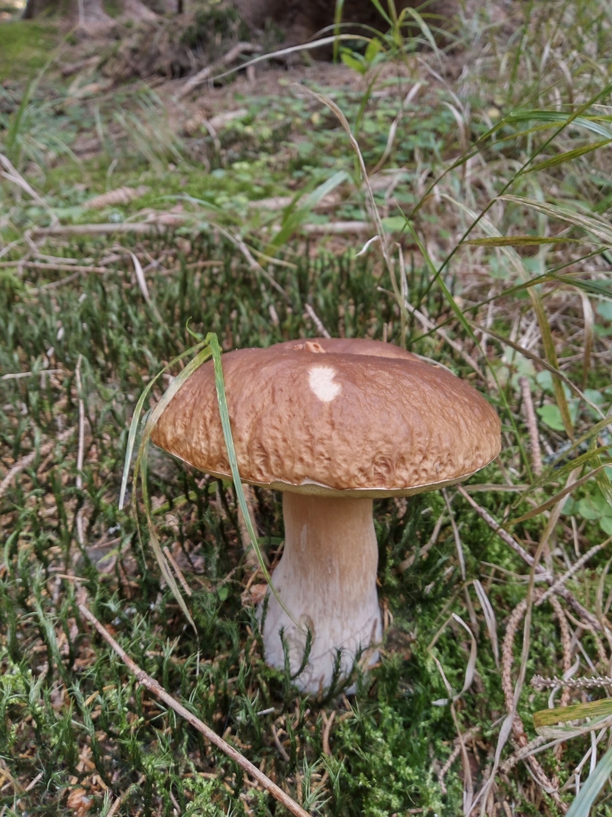 20240901 Houby (19)