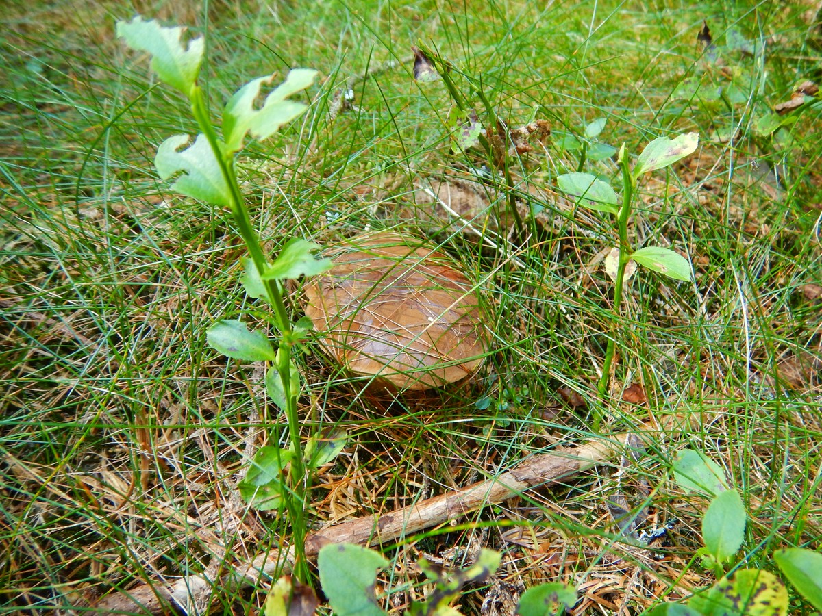 20240906 Houby (20)