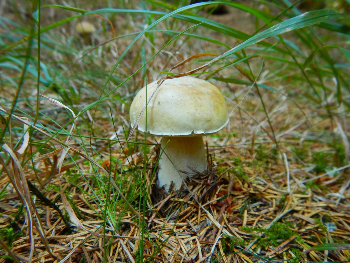 20240906 Houby (31)