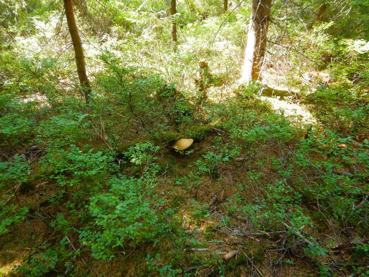 20240906 Houby (33)