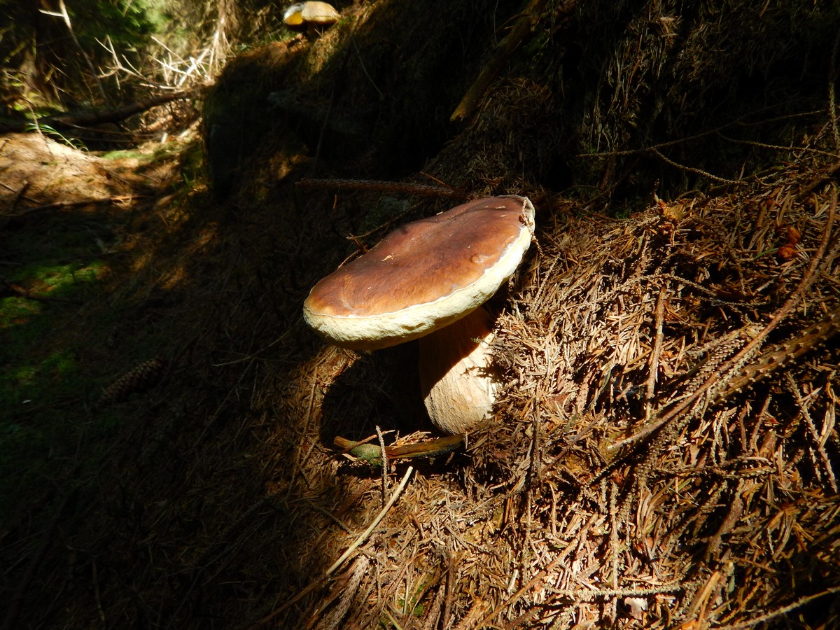 20240908 Houby (29)