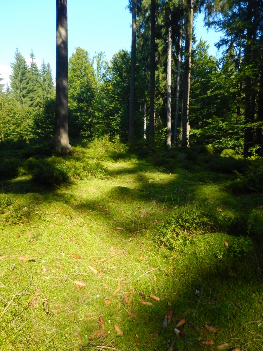 20240919 Houby (24)