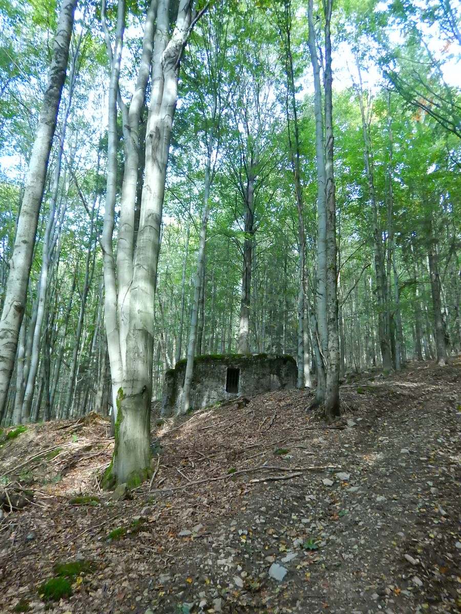 20240930 Houby (11)