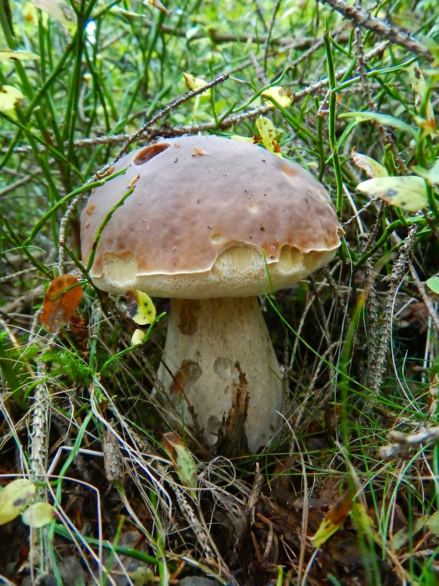 20241014 Houby (14)