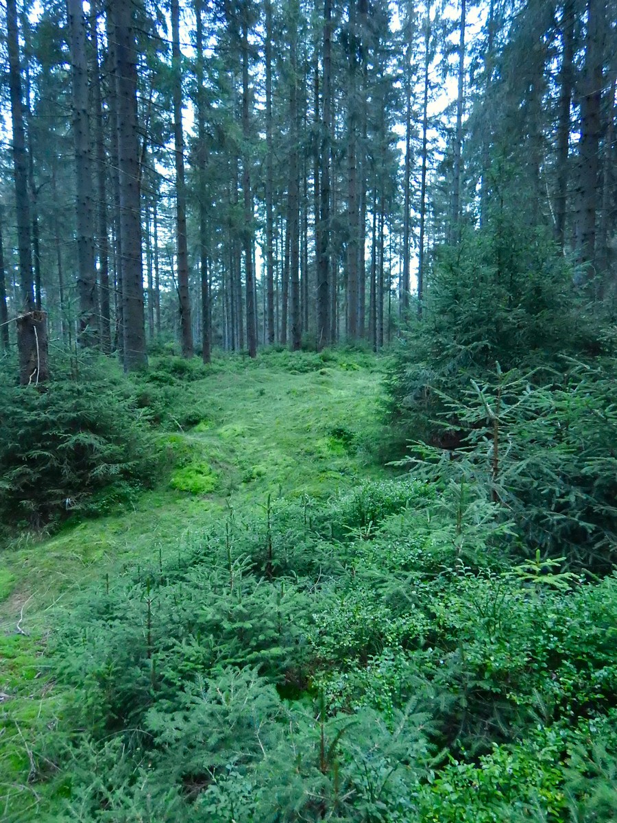 20241001 Houby (4)
