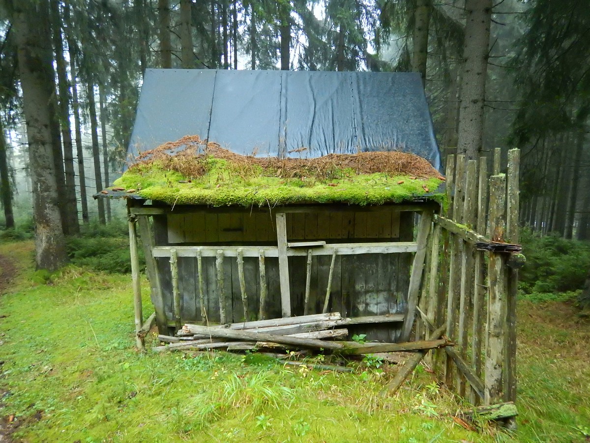 20241002 Houby (7)