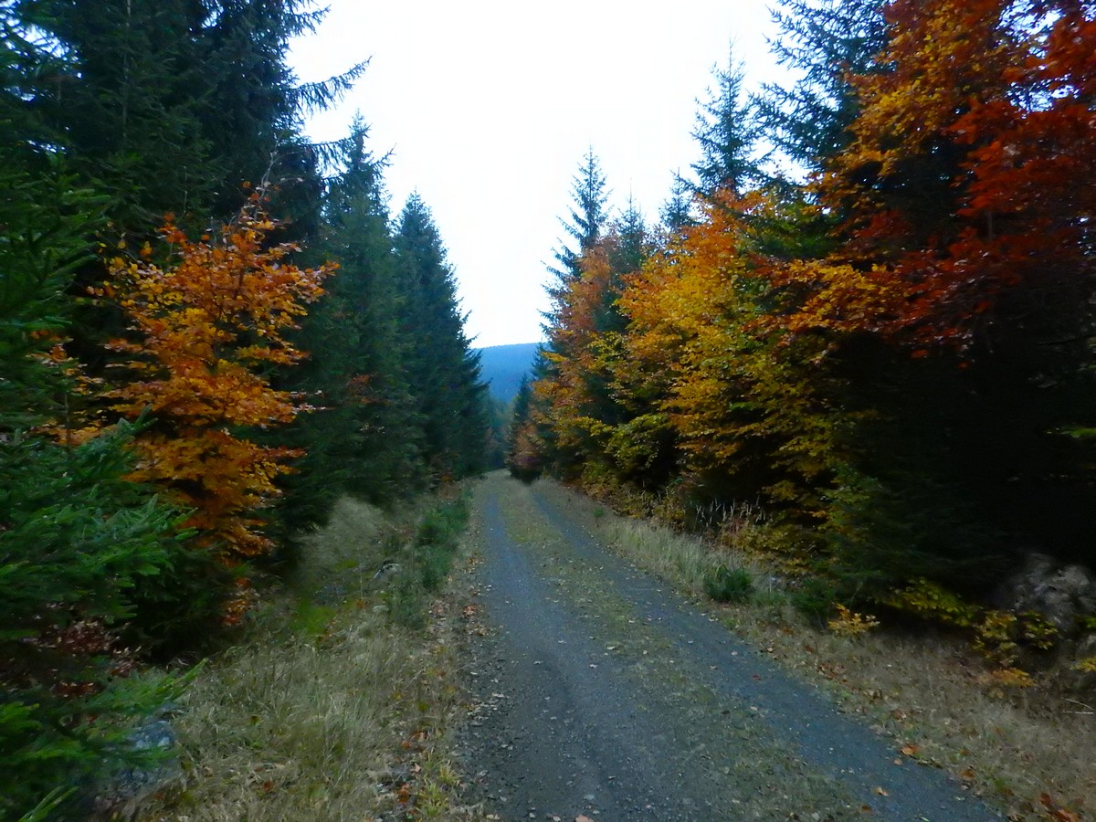 20241022 Houby (30)