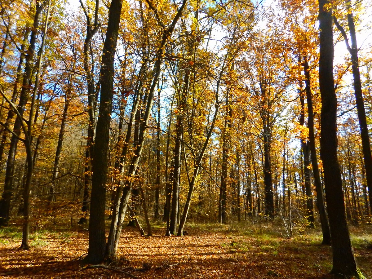 20241028 Krivoklatsko (11)