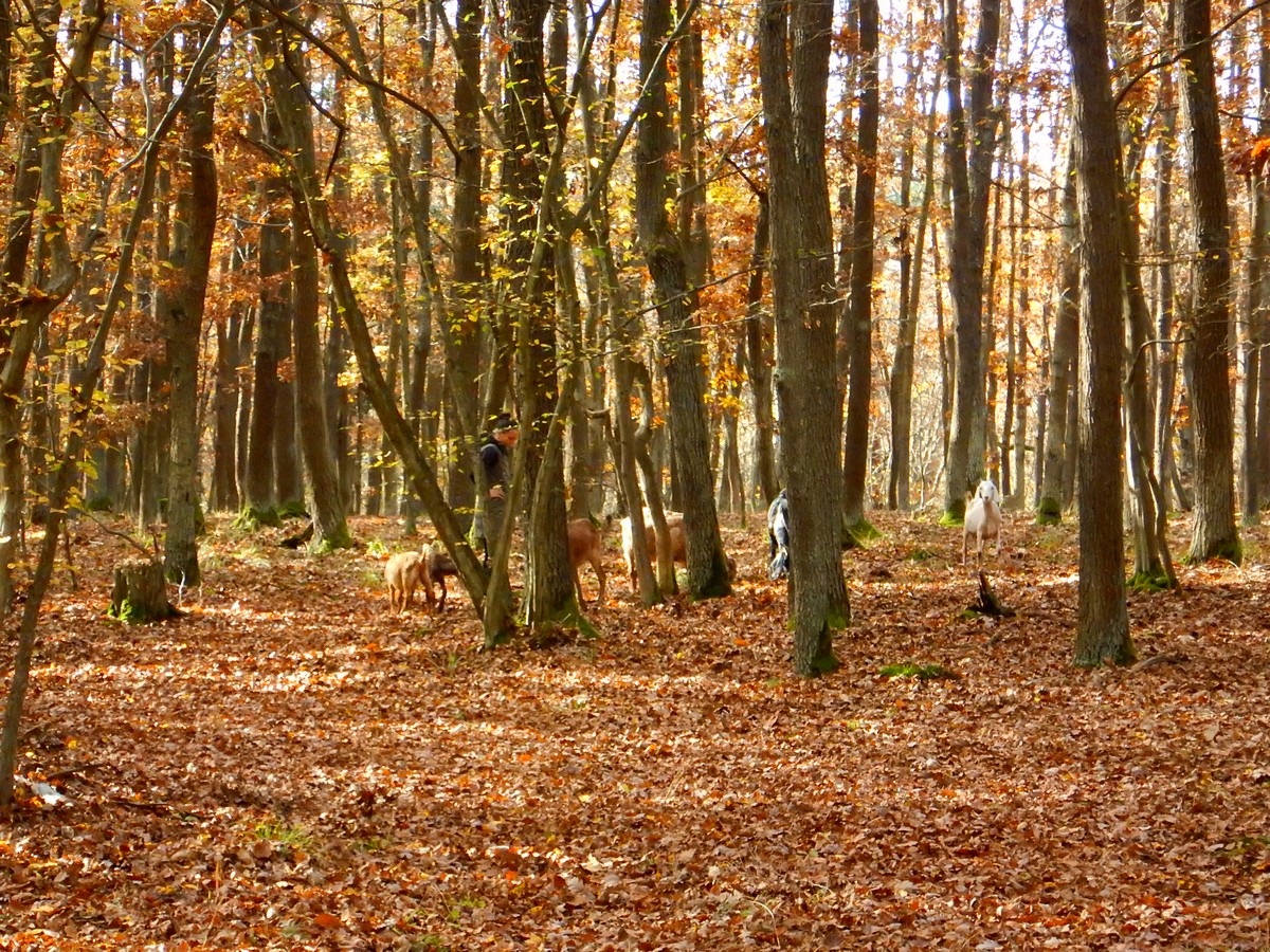 20241028 Krivoklatsko (20)