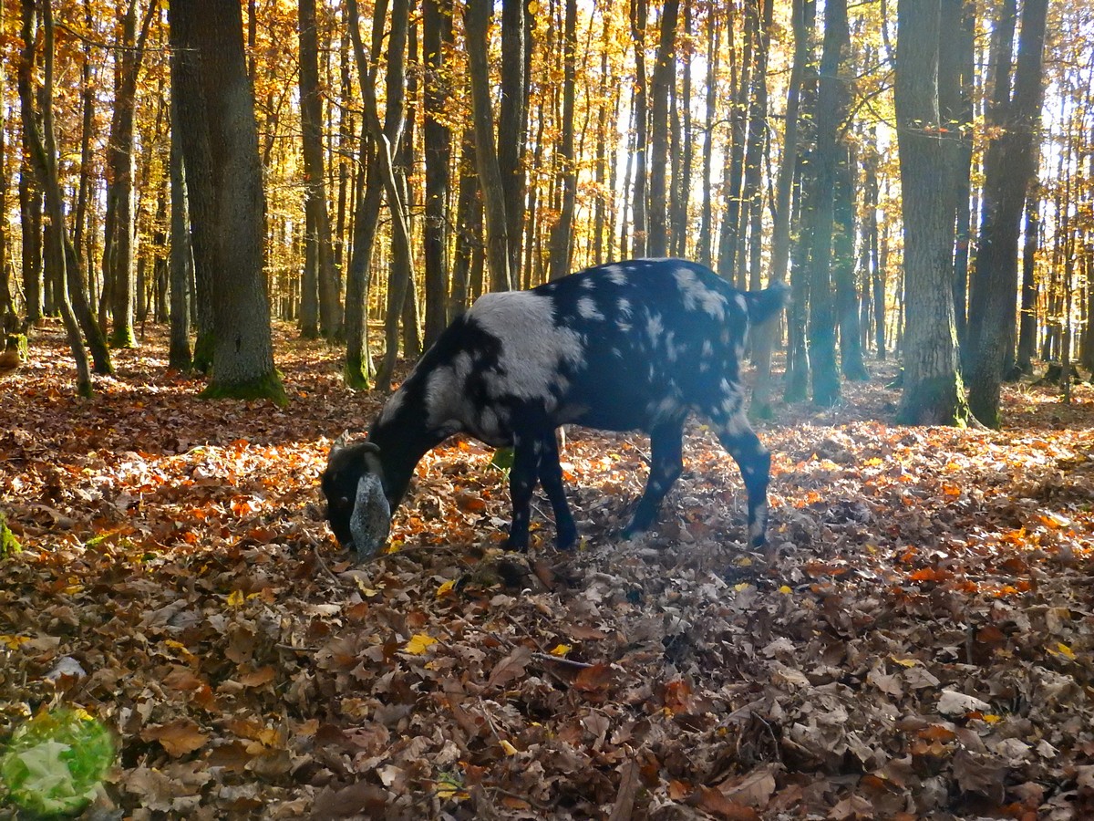 20241028 Krivoklatsko (26)