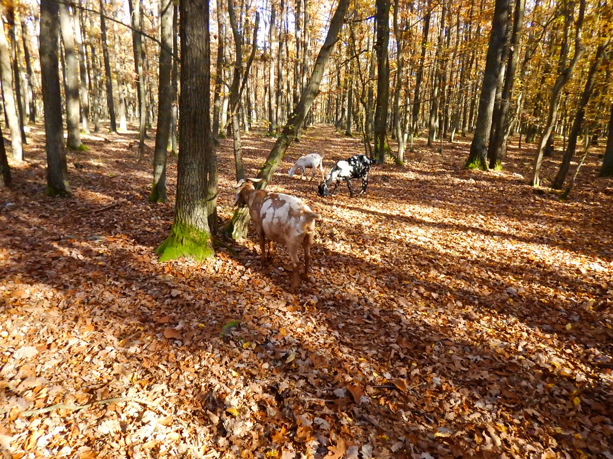 20241028 Krivoklatsko (31)