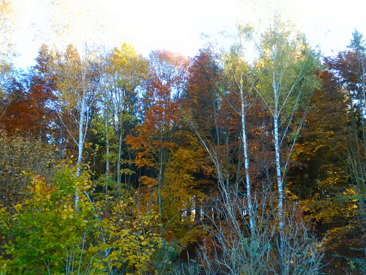 20241028 Krivoklatsko (34)