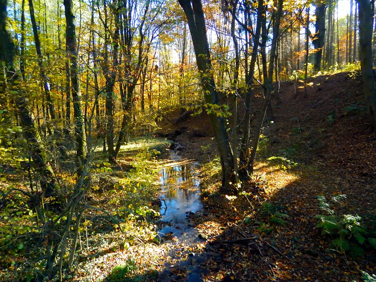 20241028 Krivoklatsko (35)