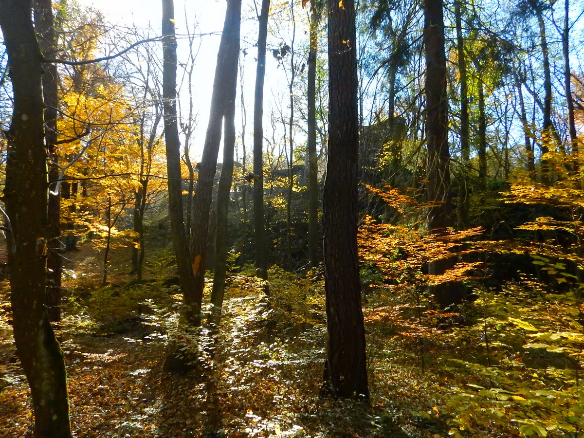 20241028 Krivoklatsko (49)