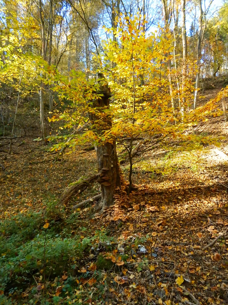 20241028 Krivoklatsko (51)