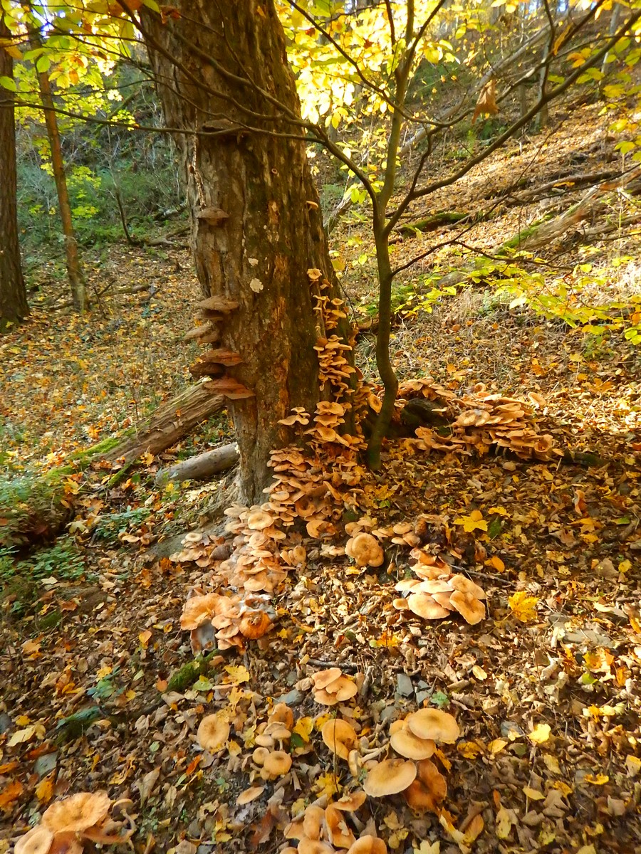 20241028 Krivoklatsko (52)