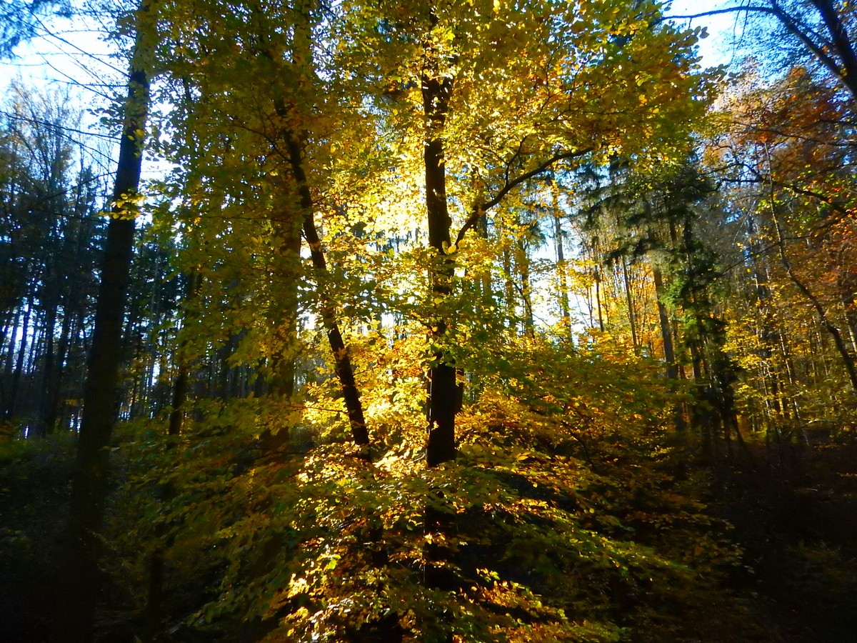 20241028 Krivoklatsko (56)