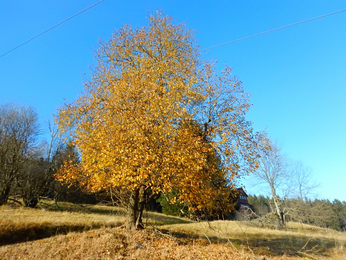 20241108 Studenov-Dvoracky (11)