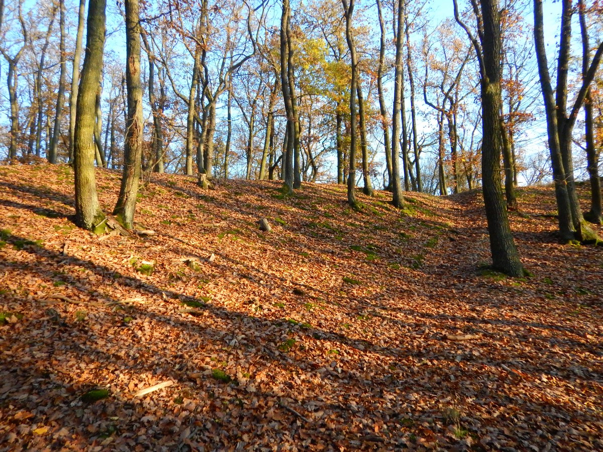 20241116 Mykovycházka NM (189)