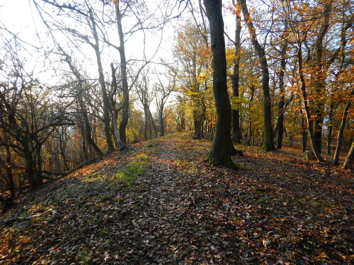 20241116 Mykovycházka NM (190)