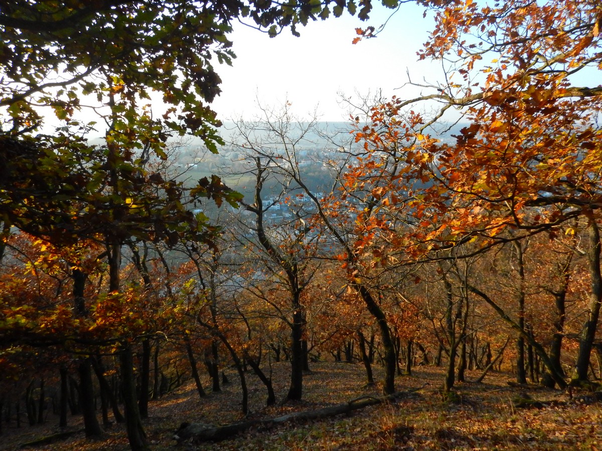 20241116 Mykovycházka NM (197)