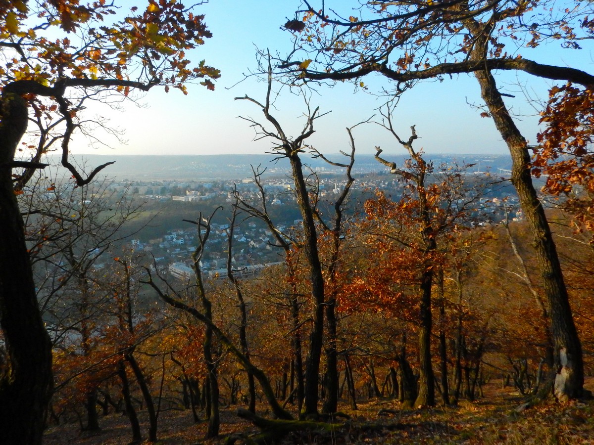 20241116 Mykovycházka NM (198)