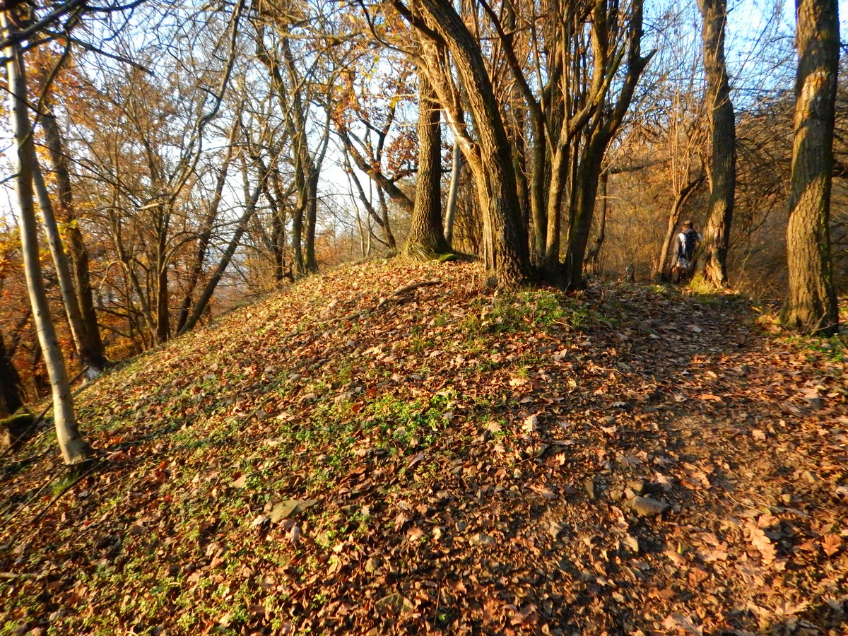 20241116 Mykovycházka NM (205)