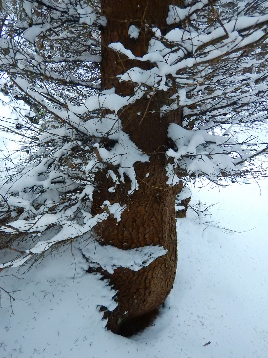 20241124 Ledove kralovstvi (15)