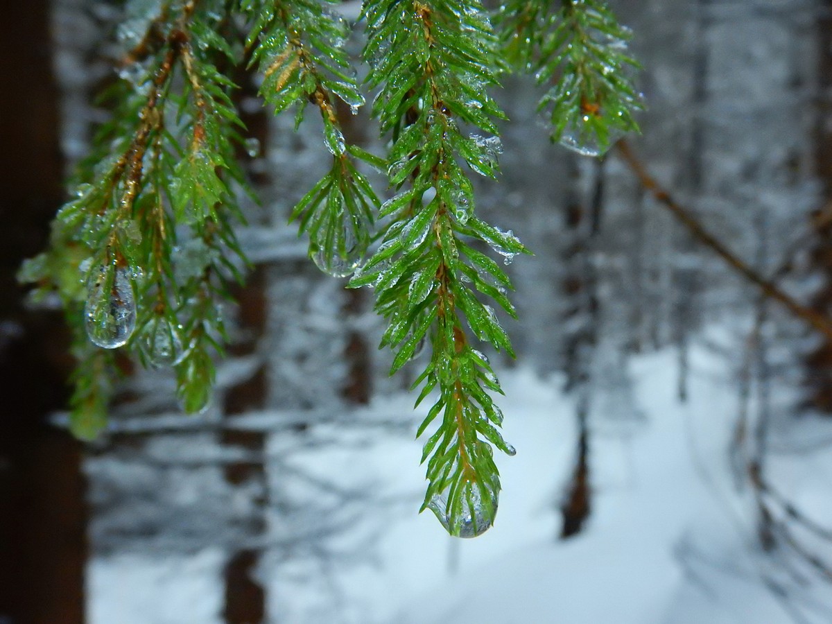 20241124 Ledove kralovstvi (18)