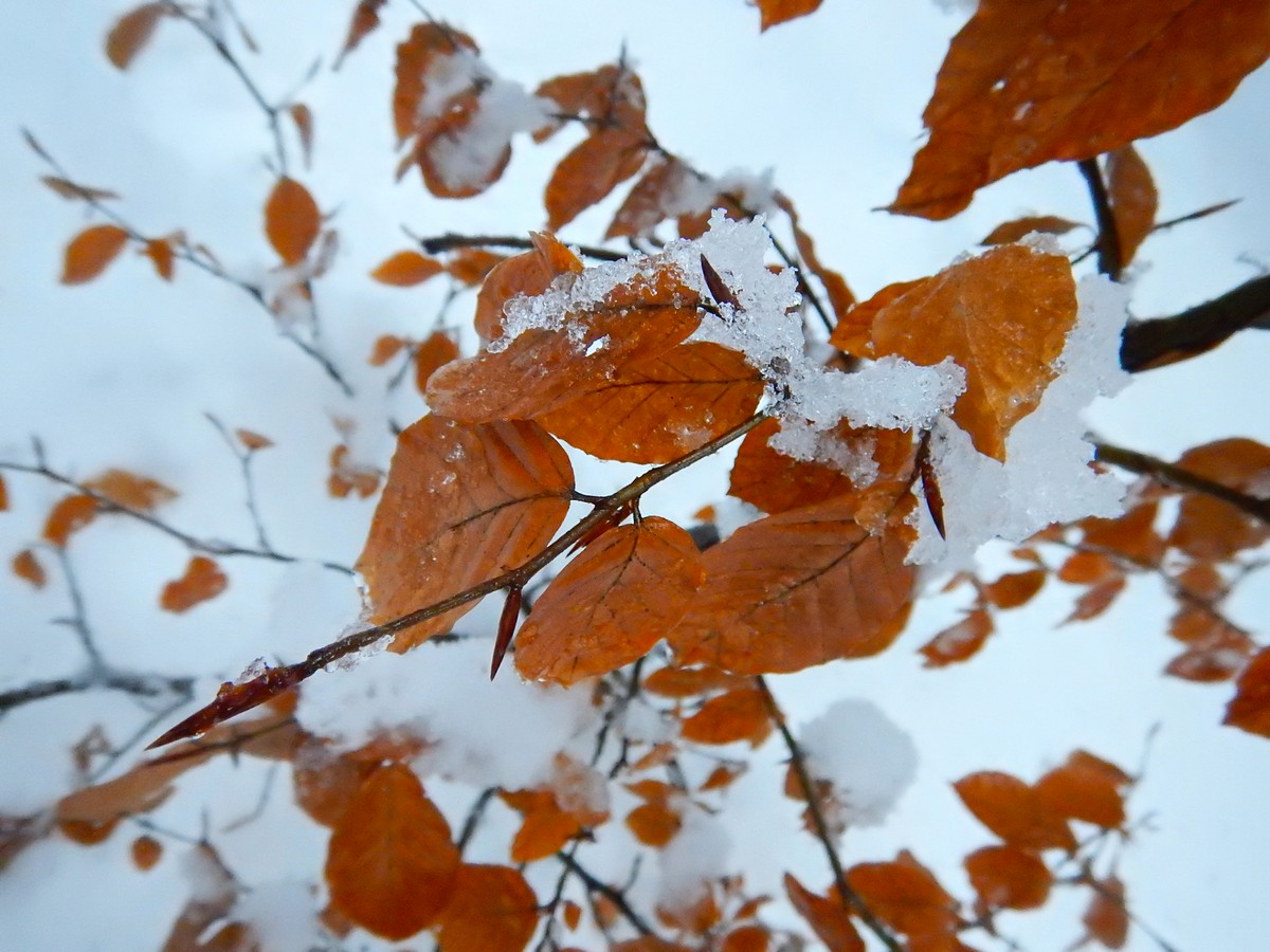 20241124 Ledove kralovstvi (23)