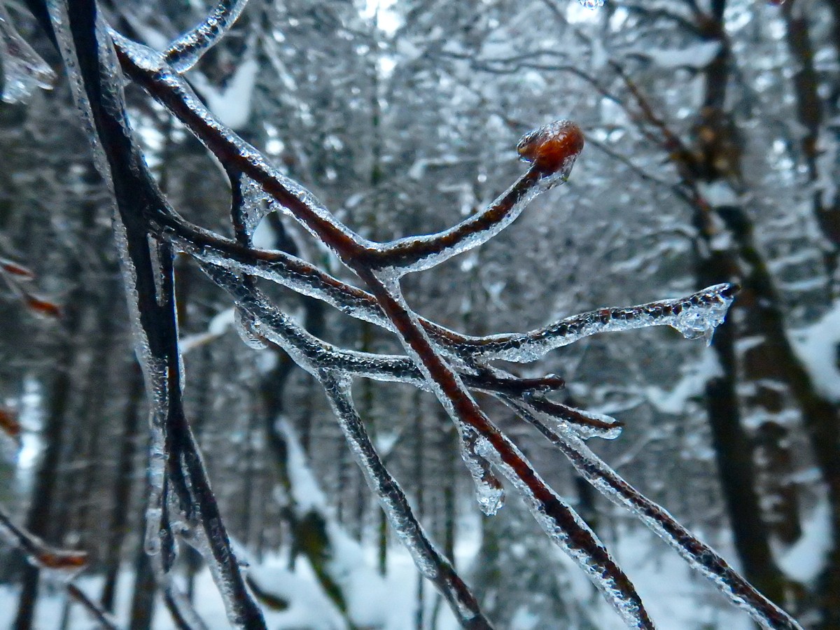 20241124 Ledove kralovstvi (30)