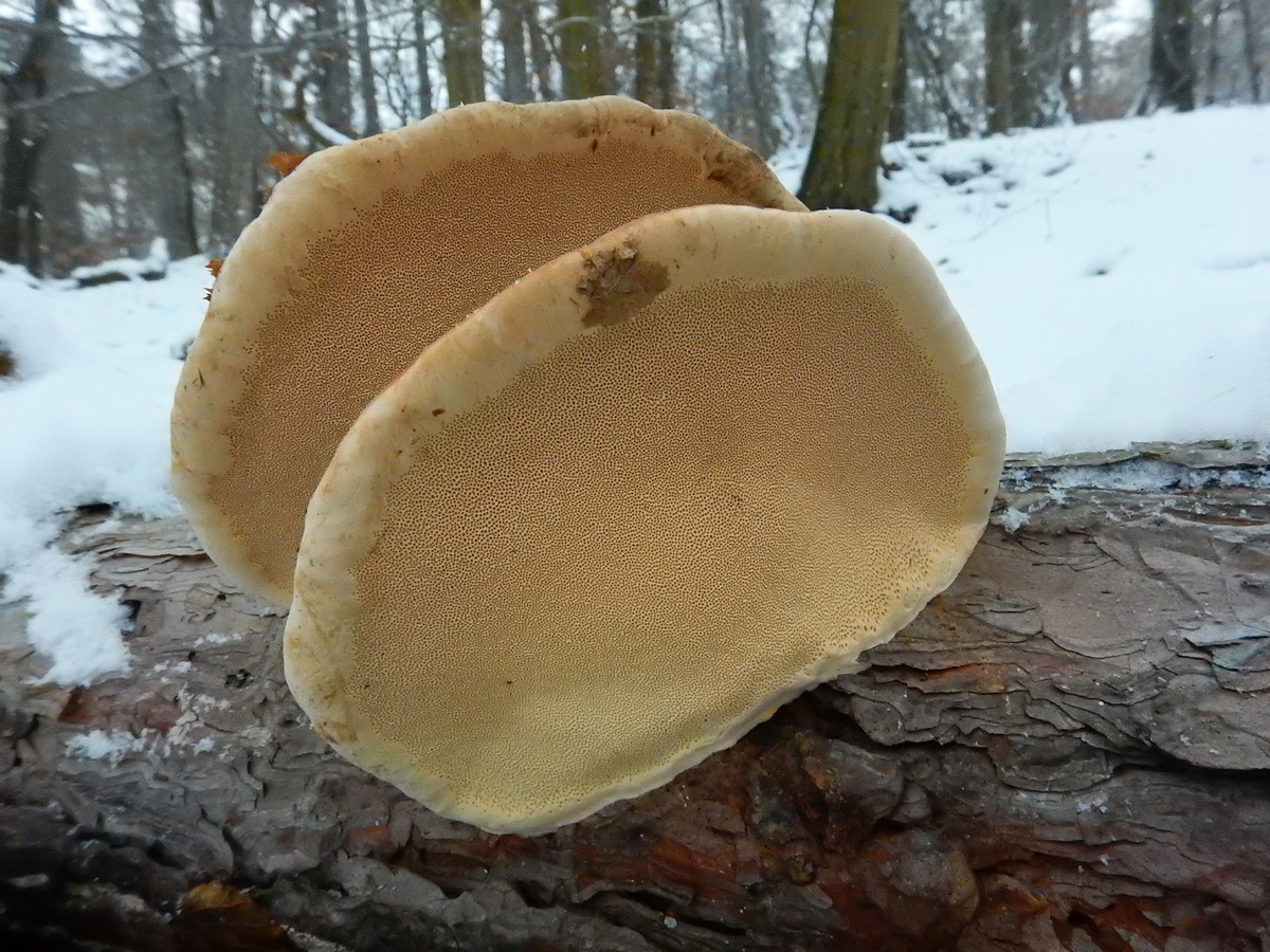 20250105 Myko Prokopak (27)
