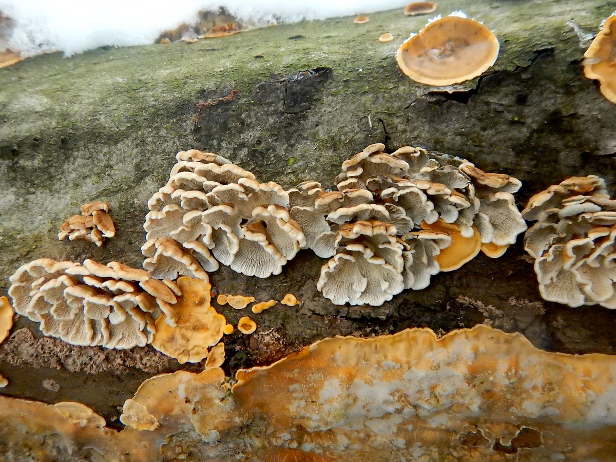 20250105 Myko Prokopak (38)
